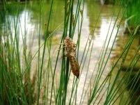 Une chrysalide de libellule