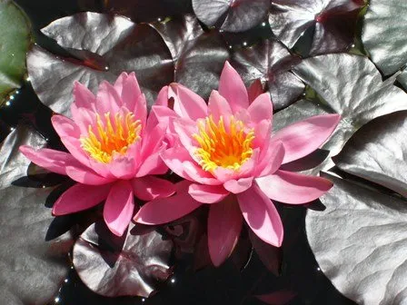 La construction de mon étang de baignade